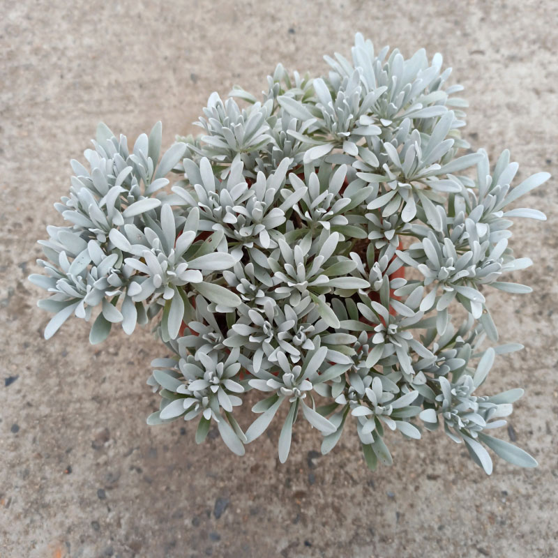 芙蓉菊盆栽雪艾老桩银香菊盆景吸甲醛绿植花卉阳台庭院木本花卉 - 图0