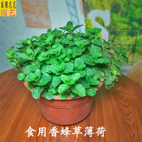 食用香草花苗柠檬罗勒盆栽可食用百里香西餐烘焙小叶薄荷迷迭香甜 - 图2