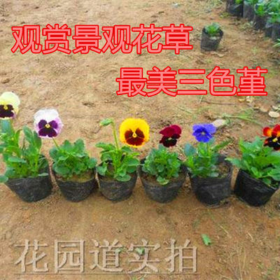 三色堇角堇猫脸花种子春播夏季花野花组合种子易种庭院花园美化 虎窝淘