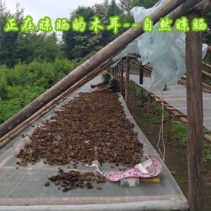 黑木耳东北小兴安岭非野生特产木耳秋木耳无根干货食用菌肉厚500g