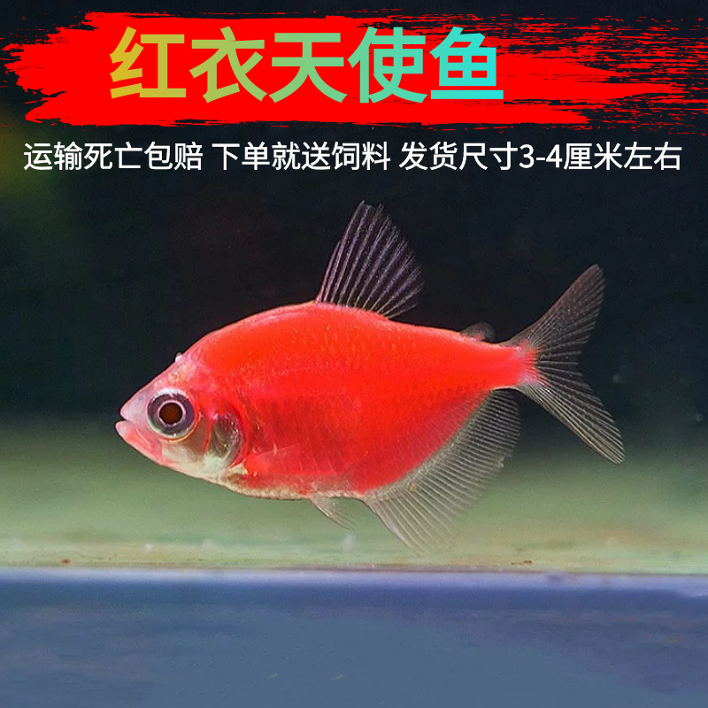 活体观赏鱼多彩天使鱼淡水鱼新手鱼好养的小型鱼孔雀鱼斑马鱼灯鱼 - 图1