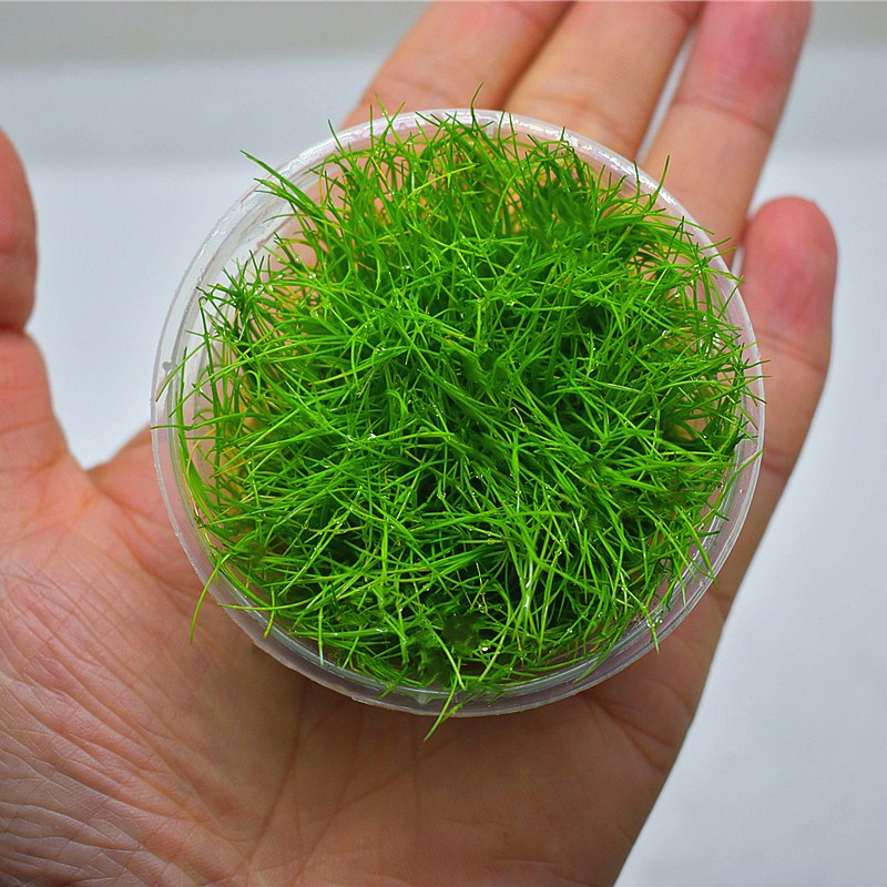 鱼缸前景水草迷你牛毛矮珍珠叉柱花鱼缸草坪新手水草活体水草好养 - 图1