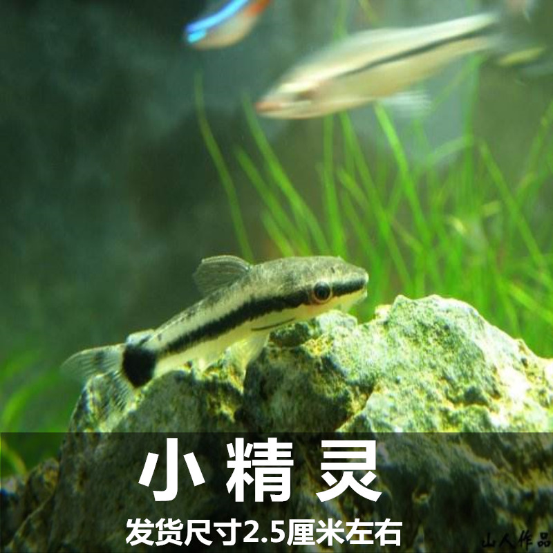 小精灵黑线飞狐小猴飞狐黄金胡子大和藻虾草缸观赏鱼除藻鱼清道夫 - 图2