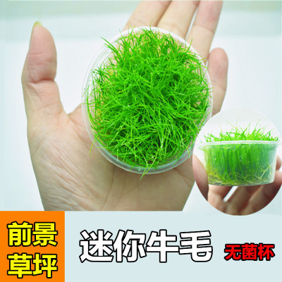 鱼缸前景水草迷你牛毛矮珍珠叉柱花鱼缸草坪新手水草活体水草好养 - 图2