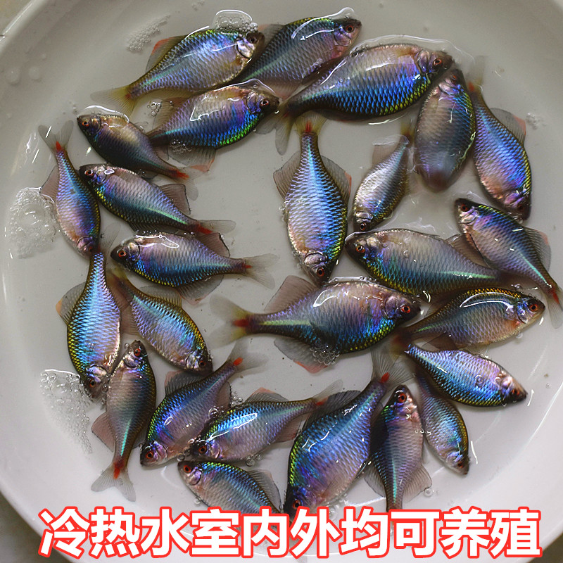 高体鳑鮍鲏鳑旁皮鱼菜板鱼除丝藻鱼原生鱼新手鱼冷水鱼观赏鱼包邮 - 图2