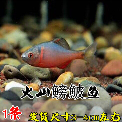 冷水鱼原生鱼马口鱼活体长鳍鱲虾虎吸鳅清道夫高体鳑鲏观赏鱼_虎窝淘
