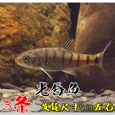 冷水鱼原生鱼马口鱼活体长鳍鱲虾虎吸鳅清道夫高体鳑鲏观赏鱼_虎窝淘