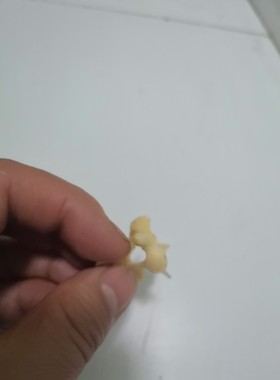 放飞希望滑翔机huli真骨标本智慧骨9.9包邮圣诞礼品骨骼头骨牙饰