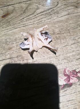 大鱼牙狼牙吊坠情侣饰品项链藏獒牙饰品全国包邮深海鱼一组真标本