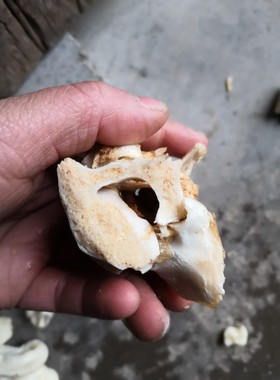 山羊尾巴骨本制作饰品教学真品脊柱标本医学研究制作脊椎骨骼