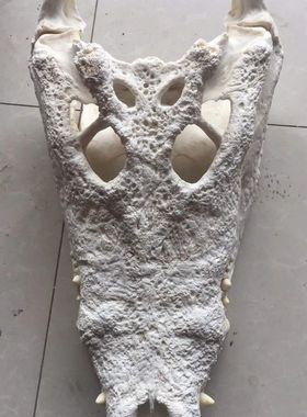 鱼头骨消毒脱脂凯门标本尼罗动物真品暹罗骷颅头定做养殖