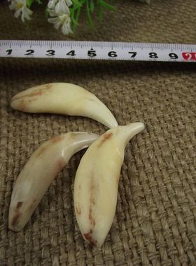 消毒超大款动物牙项链牙吊坠模型牙骨质造型牙项链5厘米