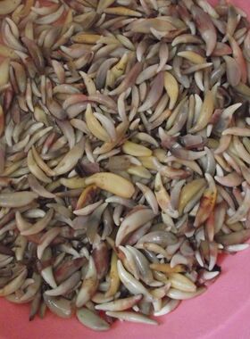 超大动物牙项链牙吊坠黑牙骨质真牙项链5.0厘米以上包邮