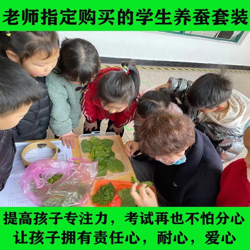 蚕宝宝活体春蚕儿童学生养蚕套装蚕卵幼虫1龄234送工具嫩桑叶鹅毛 - 图2