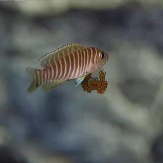 三湖慈鲷坦鲷卷贝斑马贝鱼黄帆鸟钻石贝黄金叮当活体鱼,淘宝优惠券,粉丝福利购,淘宝优惠卷