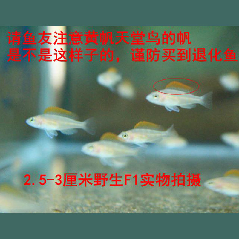三湖慈鲷坦鲷卷贝斑马贝鱼黄帆鸟钻石贝黄金叮当活体鱼,淘宝优惠券,粉丝福利购,淘宝优惠卷