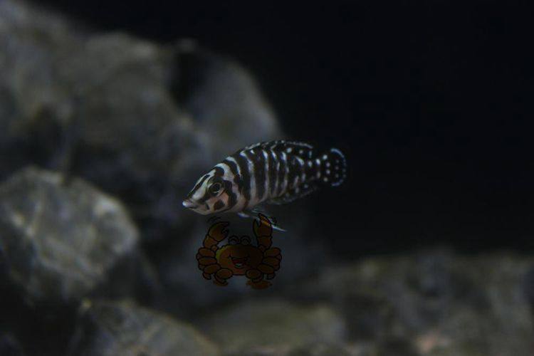 德系非洲三湖慈鲷坦鲷 黑水泼珍珠虎  黑水泼珍珠虎鱼 活体,淘宝优惠券,粉丝福利购,淘宝优惠卷