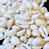 Dress concealed supplies Mikey for Buddhas Manza disc jewel 8 for natural small sea snail 1 Two Buddha statues