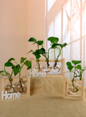 水培植物透明花瓶容器挂件装饰品