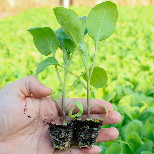 广东菜苗番茄茄子苗秧丝瓜西红柿辣椒圣女果苗四季盆栽蔬菜小秧苗 - 图2