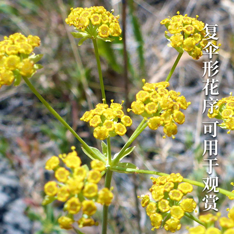 中柴2号胡柴种子中药材柴胡种籽山菜孑四季阳台盆栽野菜籽种_虎窝淘