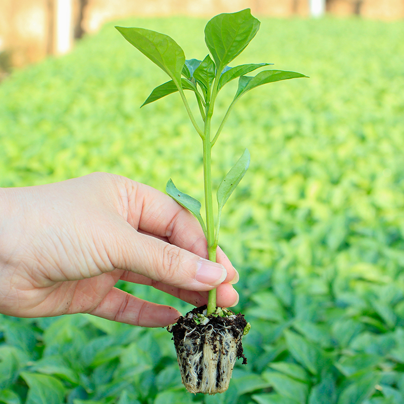 番茄苗小西红柿苗秧黄瓜西瓜茄子辣椒生菜春季四季盆栽蔬菜苗菜苗 - 图3