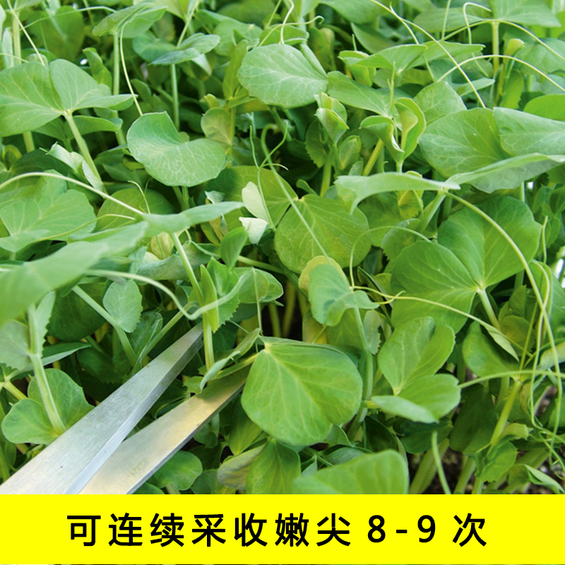 豌豆豆种豆苗苗种种子尖四季碗蔬菜孑甜豌豆种籽无须荷兰盆栽菜种 苗师傅 淘优券