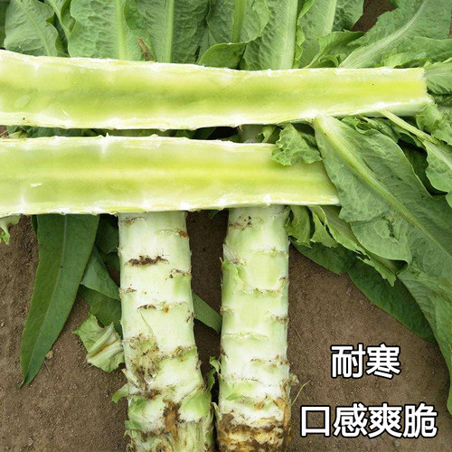 四季莴笋种子青皮尖叶香绿莴苣种籽菜种秋季冬季耐热耐寒蔬菜苗孑 - 图0
