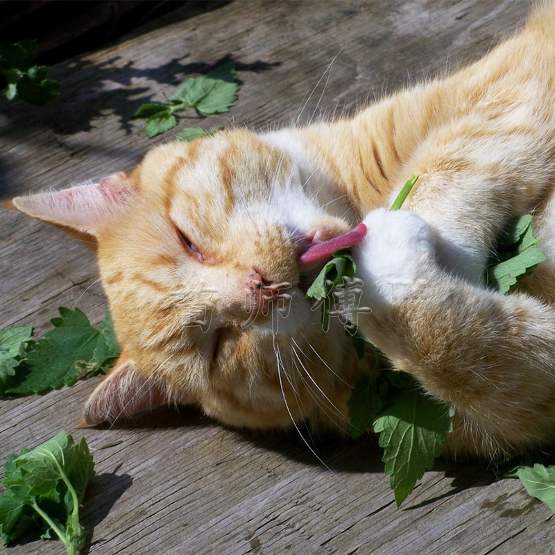 猫薄荷种子种籽春季夏季秋季四季阳台盆栽香草食用猫薄荷草种孑苗-图2