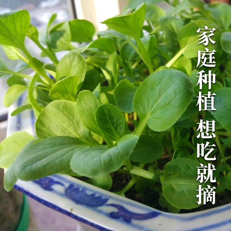 上海青菜种籽鸡毛菜种子秋季四季阳台盆栽小白菜油青菜蔬菜菜籽孑-图3