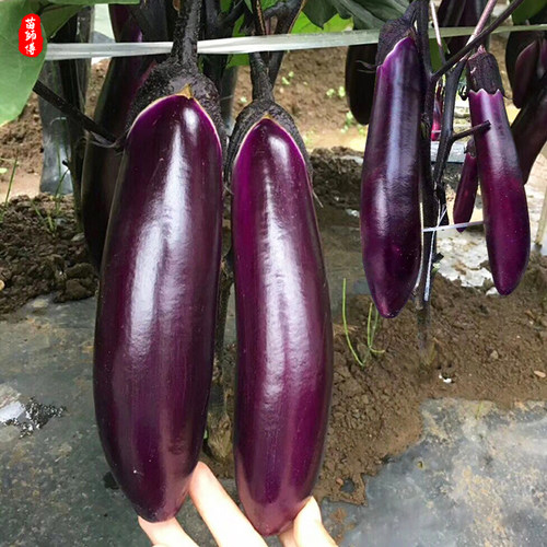 1619茄子种子种籽黑紫色嫁接长茄高产春季蔬菜苗秧孑秧苗带土种苗 - 图1