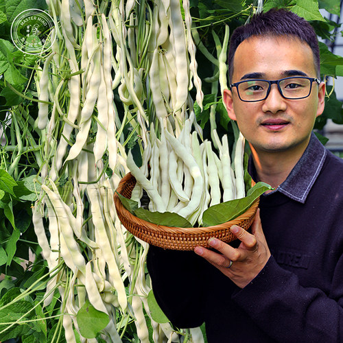 摘不败白不老豆角九粒白芸豆种子九粒红四季豆种籽架豆蔬菜苗孑 - 图0