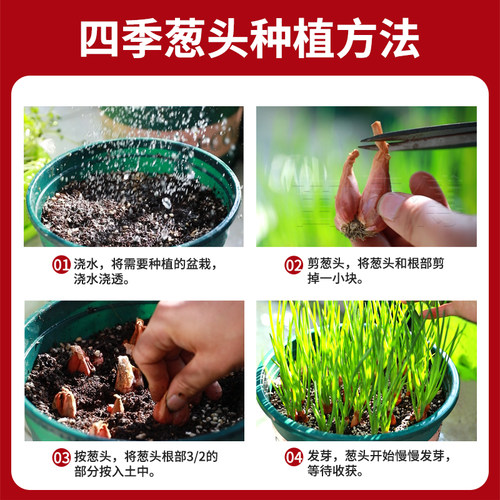 红葱头种子四季小香葱种头四川火葱种籽红头小葱葱苗阳台盆栽种孑 - 图3