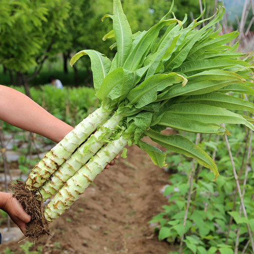 四季莴笋种子青皮尖叶香绿莴苣种籽菜种秋季冬季耐热耐寒蔬菜苗孑 - 图1