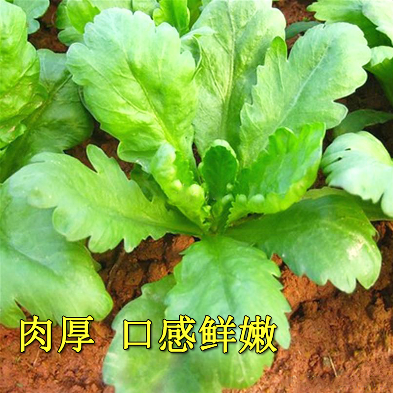 大叶小叶茼蒿种子青菜种籽皇帝菜蔬菜秋冬冬季四季种孑菜籽菜种-图0