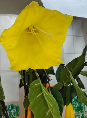 仿真花曼陀罗花喇叭花