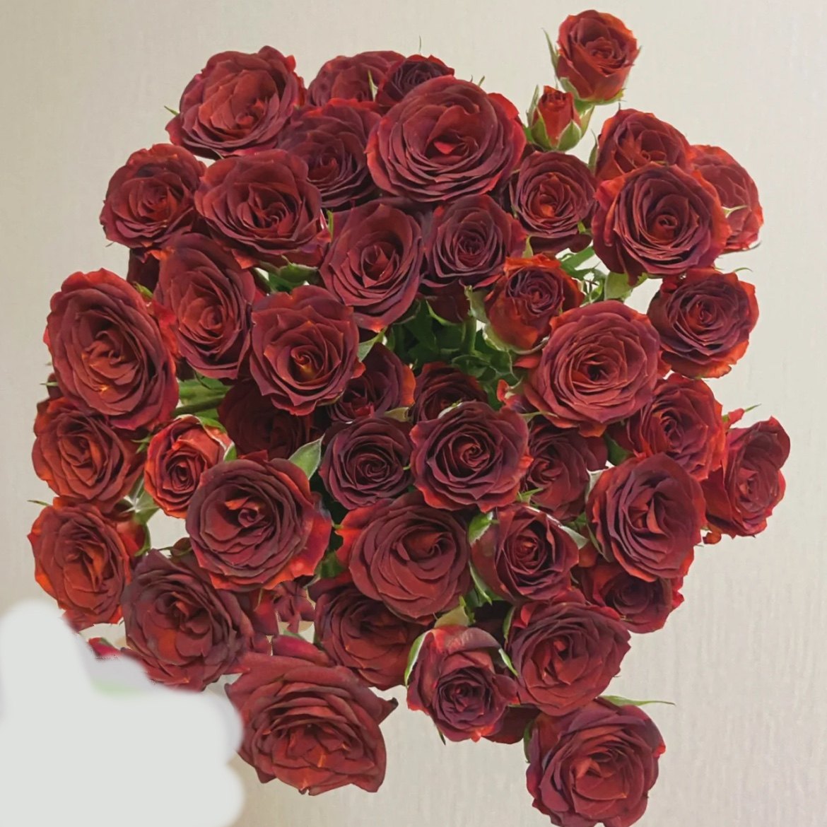 多头玫瑰泡泡鲜切花云南基地直发昆明鲜花水养瓶插花花束蔷薇礼物,淘宝优惠券,粉丝福利购,淘宝优惠卷