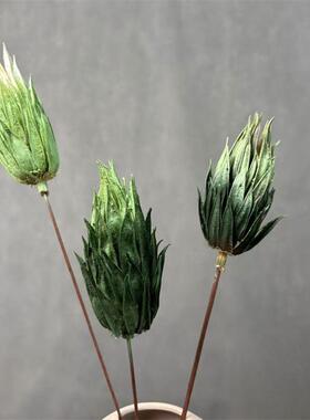油画系列火焰菊干花花材