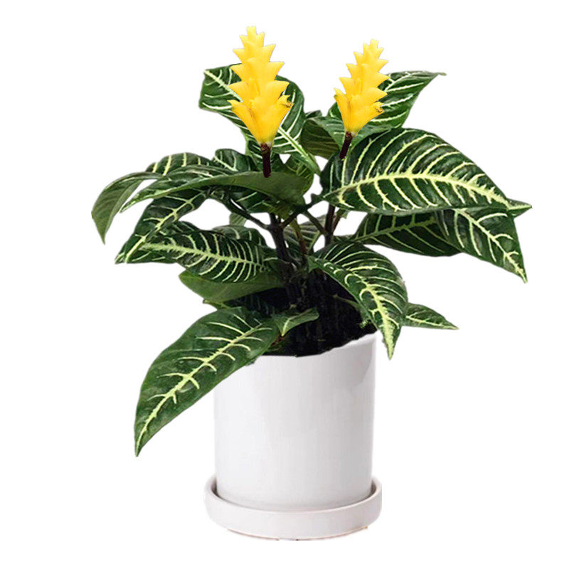 斑马花银脉爵床盆栽室内绿植多年生四季常绿吸甲醛花叶万年青花卉