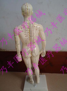 特卖!!*针灸人体模型 针灸人模 人体穴位模型男50CM 女48cm