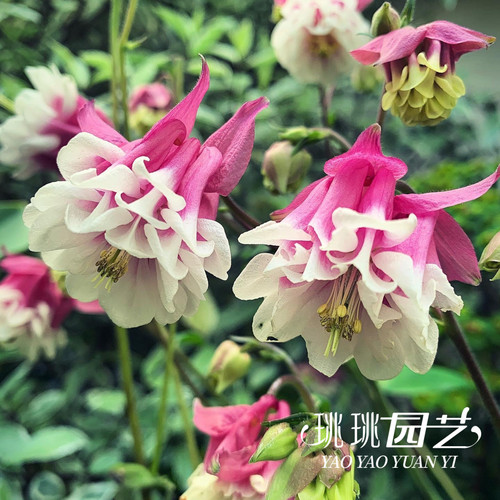 珧珧园艺重瓣耧斗菜花苗闪烁巴洛帽子花园阳台植物多年生耐寒花卉 - 图1