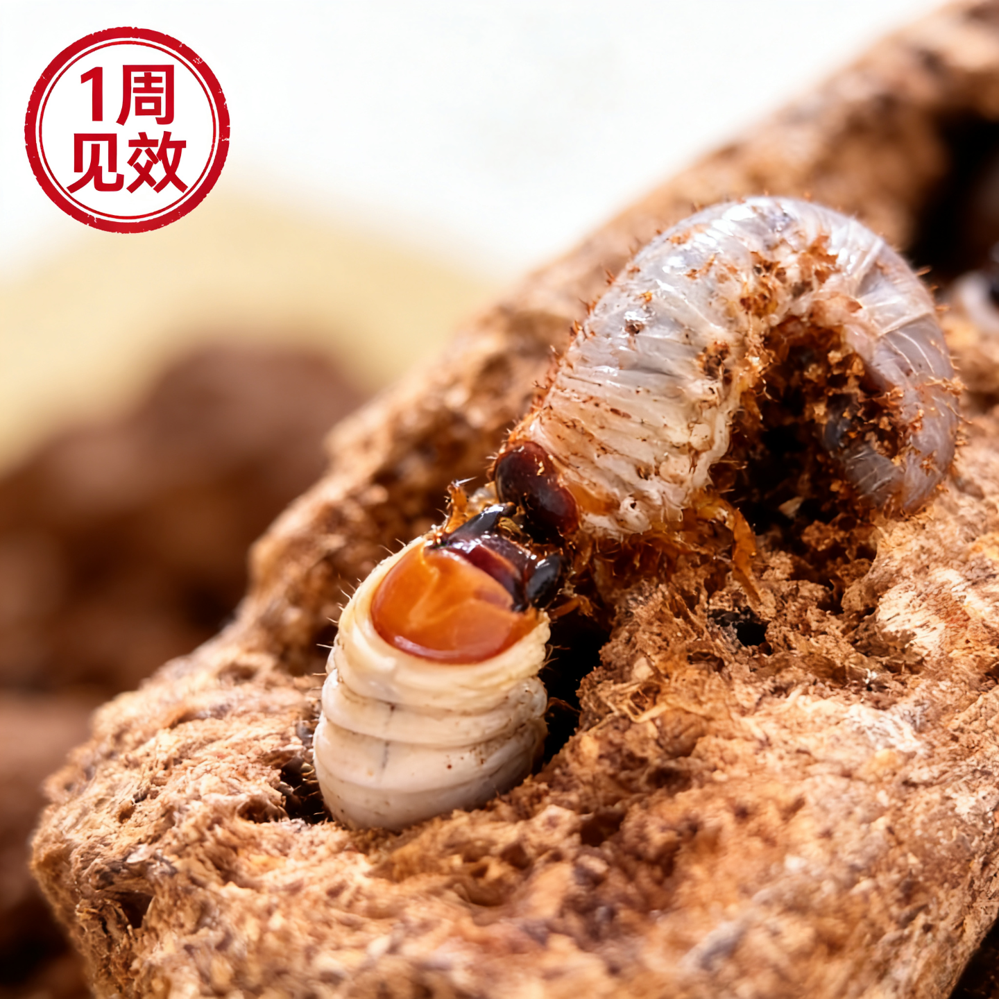 独角仙锹甲金龟兜虫幼虫催肥发酵木块争吃高营养饲料发酵木屑专用,淘宝优惠券,粉丝福利购,淘宝优惠卷