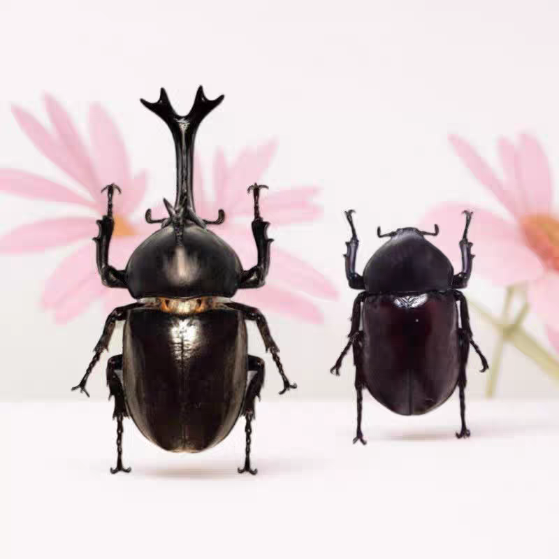独角仙甲虫宠物成虫幼虫姬兜爬虫巨型超大个体兜虫花金龟活体锹甲,淘宝优惠券,粉丝福利购,淘宝优惠卷
