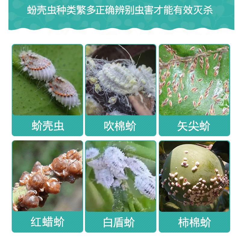 杀扑介吡虫噻嗪酮抗性蚧壳虫杀虫剂介壳虫吡啉植物杀虫荣邦药 - 图2