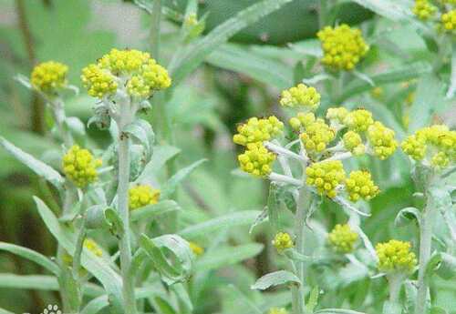 野生整颗鼠曲草带根清明草菜白头翁佛耳草500g全草秋菊草田艾中药 - 图2