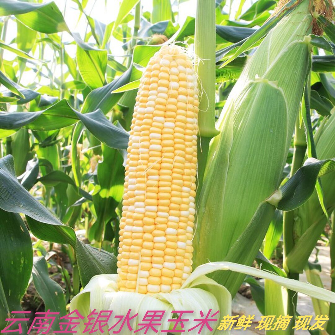 新鲜金银水果玉米云南特产现摘现发即食包谷煲汤甜玉米棒五谷杂粮