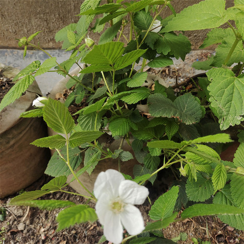 树莓苗盆栽覆盆子苗耐活空心泡食用刺泡儿刺莓苗野草莓蓬蘽苗耐寒 - 图1