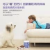 Thú cưng mới Kang thú cưng canxi viên chó con Teddy lông vàng Kejijian xương canxi bột chó và mèo dinh dưỡng nói chung thú cưng - Cat / Dog Health bổ sung sữa bột cho chó Cat / Dog Health bổ sung