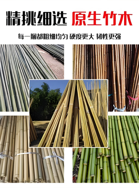防腐竹子天然竹竿黄色真竹子