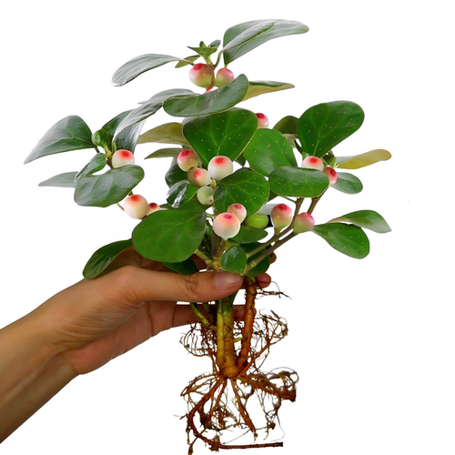 水培植物带果小盼菩提树苔藓球植物办公客厅室内桌面绿植四季盆景 - 图3